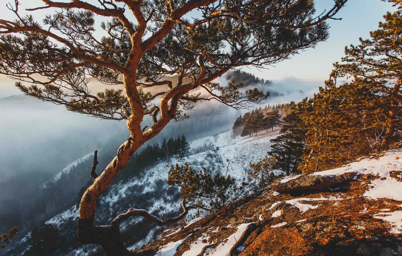 Фото обои зима, снег, деревья, пейзаж, горы, природа, туман, ели