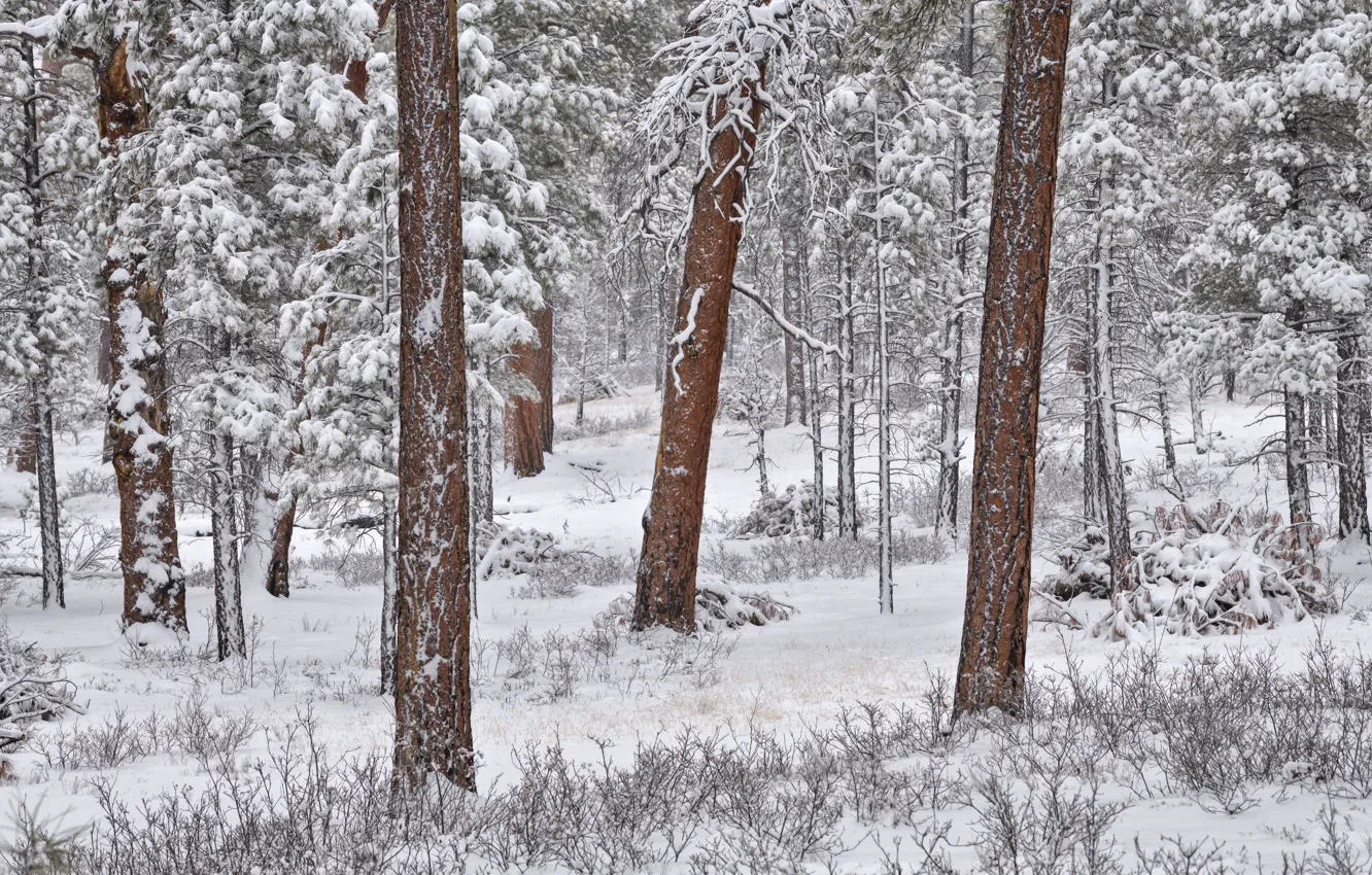 Фото обои зима, лес, снег, деревья, сосны