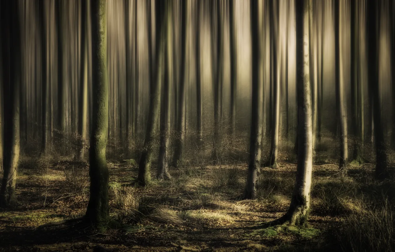 Фото обои лес, свет, туман