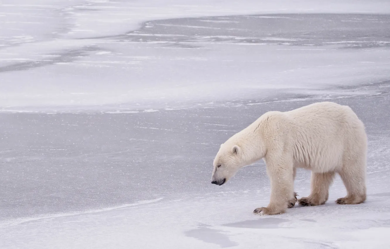 Фото обои зима, медведь, Канада, Canada, белый медведь, полярный медведь, Manitoba, Гудзонов залив
