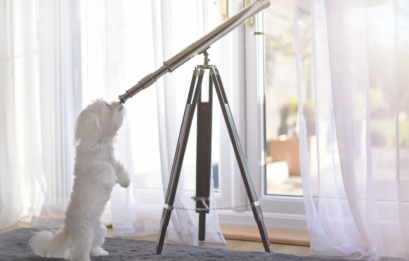 Фото обои друг, собака, телескоп