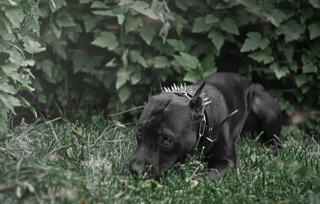 Фото обои зелень, трава, глаза, взгляд, собака, черная, грустные глаза, стафф