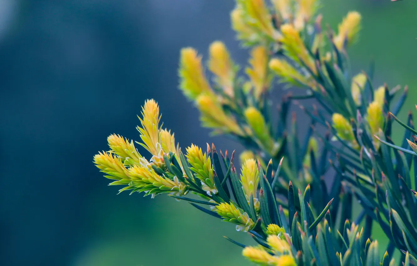 Фото обои spring, pine, spruce, twig