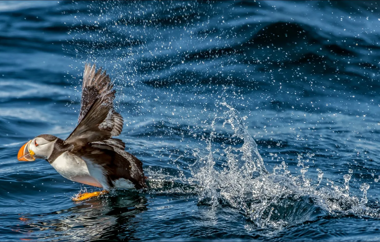 Фото обои bird, water, speed, puffin