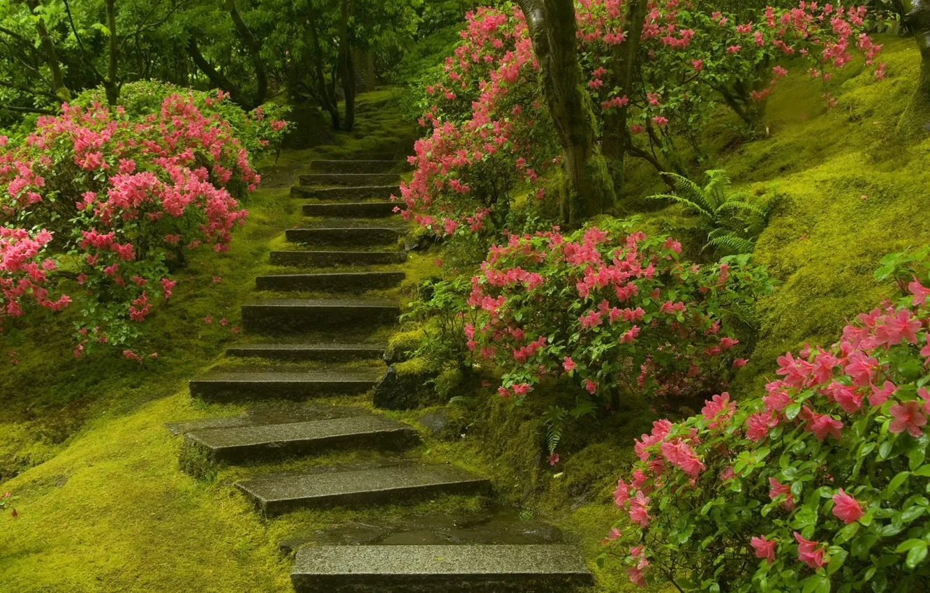 Фото обои растения, лестница, Японский сад