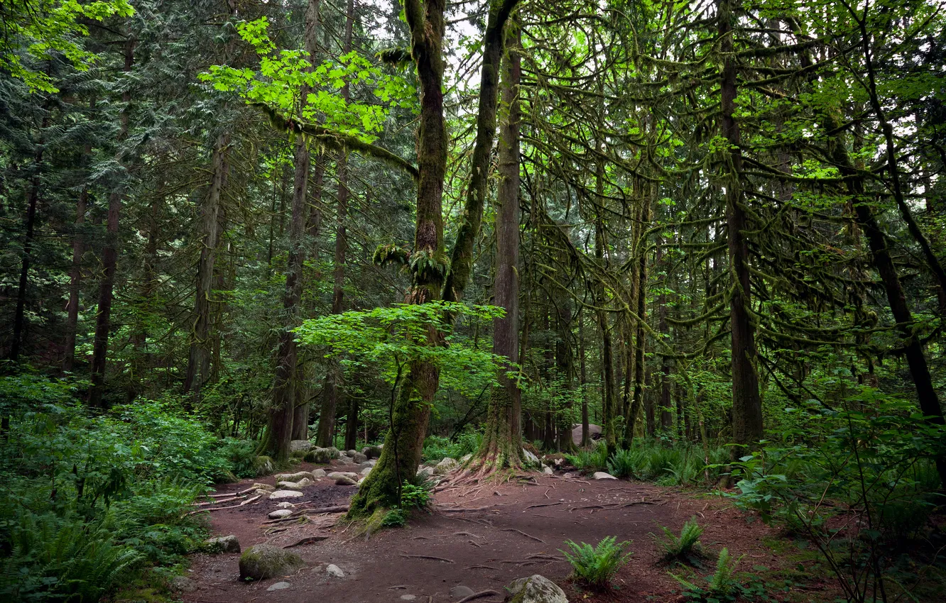 Фото обои лес, деревья, Ванкувер, vancouver, Линн каньон, lynn canyon
