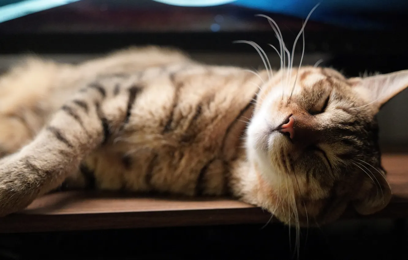 Фото обои Cat, animal, sleeping, fur, sly, whiskers, feline