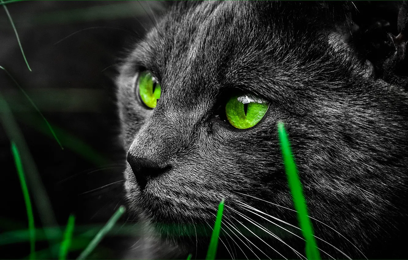 Фото обои глаза, кот, черный, мордочка, зеленые, травинки, крупным планом