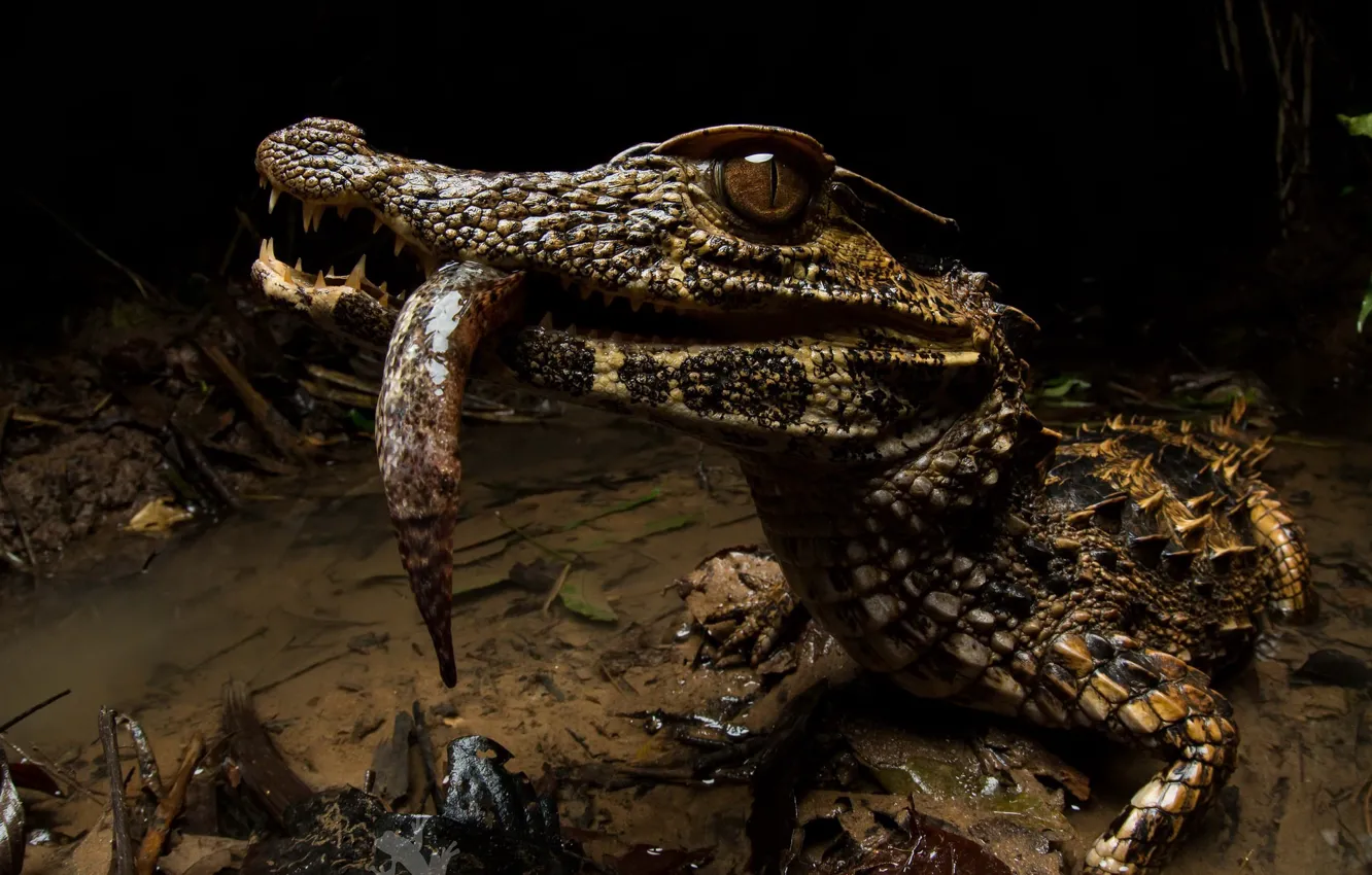 Фото обои природа, фон, Paleosuchus trigonatus, Crowned dwarf caiman