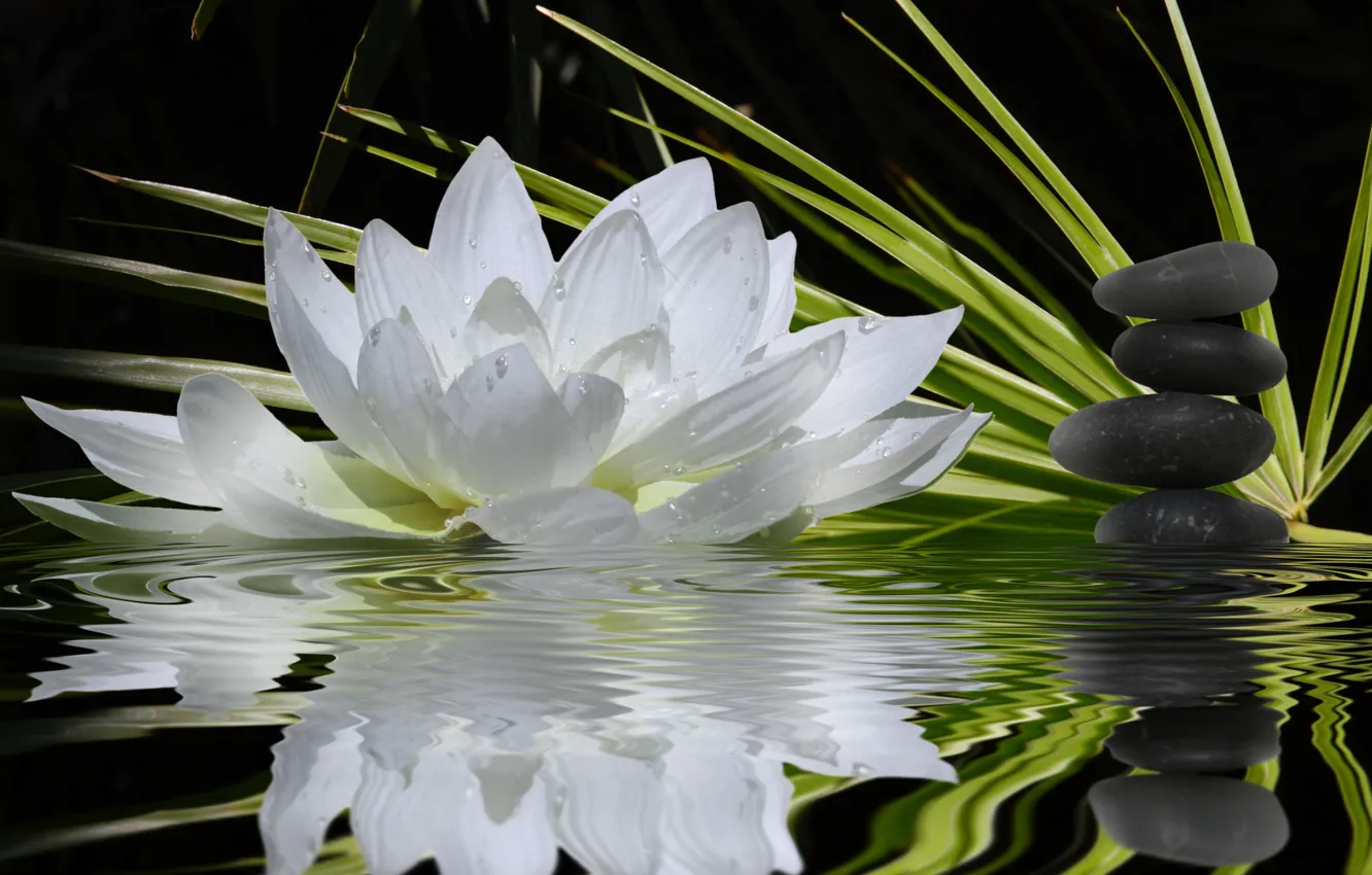 Фото обои белый, цветок, вода, отражение, камни, стебли, лотос, зеленые