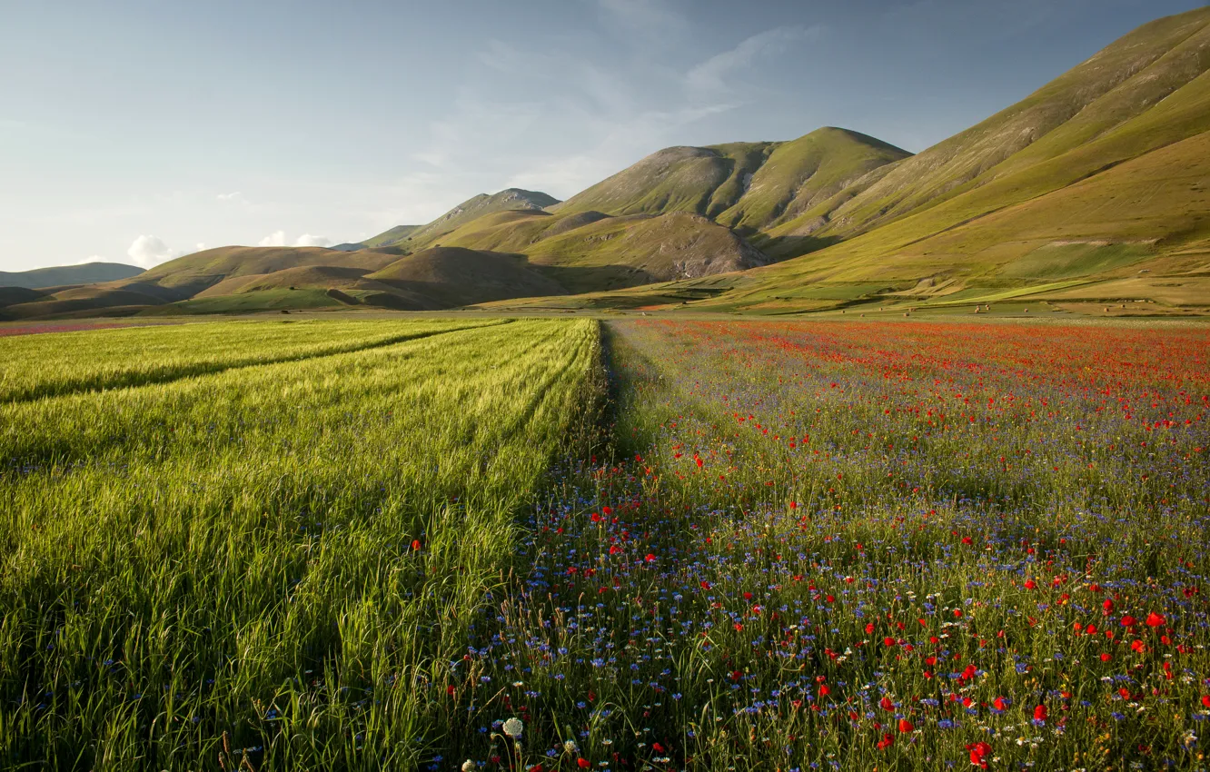 Фото обои лето, трава, солнце, цветы, горы, поля, Италия, Umbria