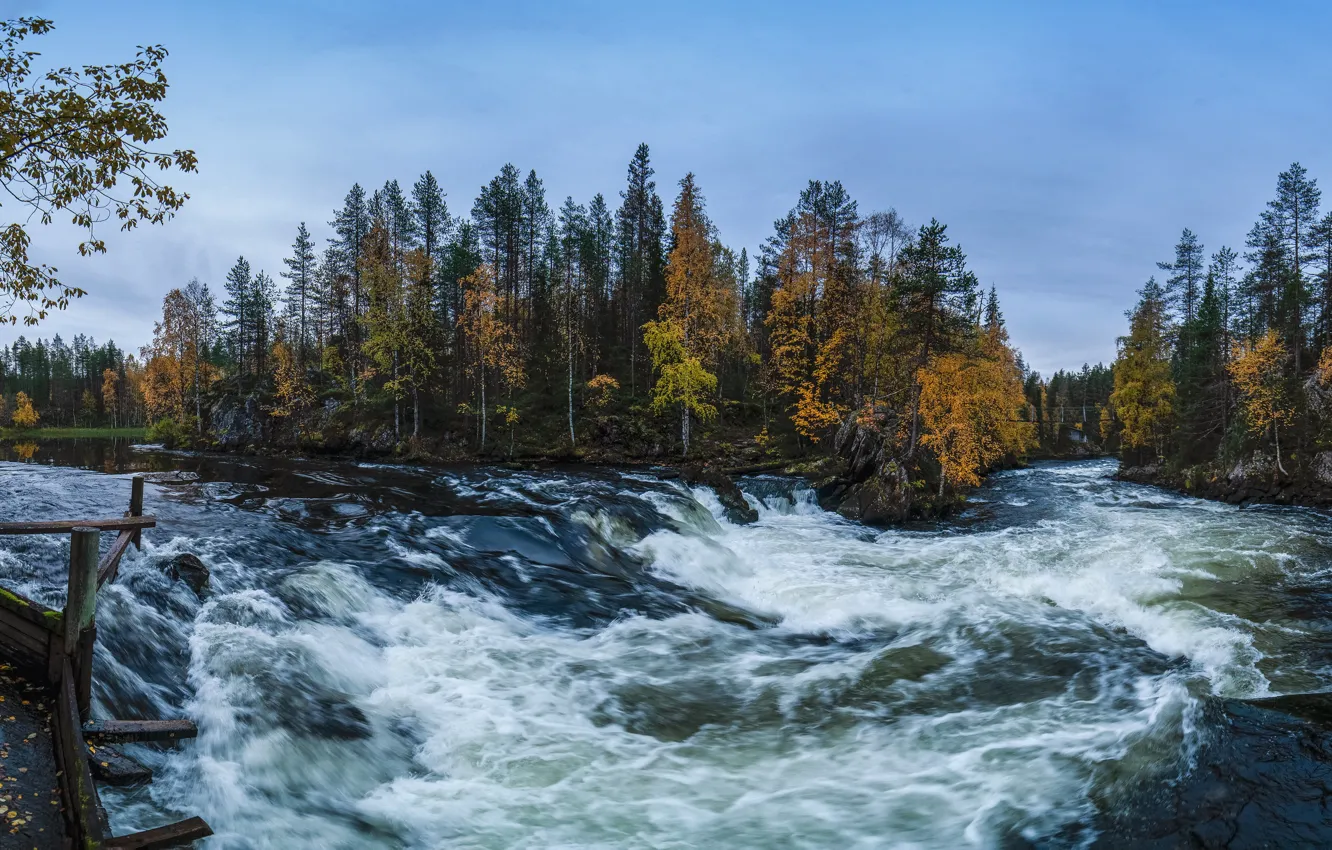 Фото обои осень, лес, деревья, река, Финляндия, Finland, Kuusamo, Куусамо