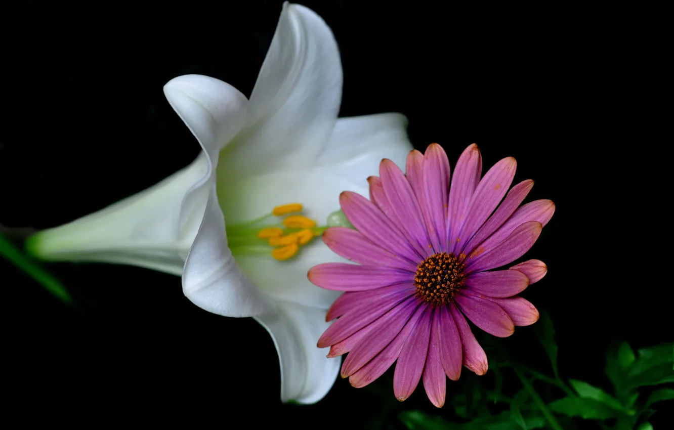 Фото обои макро, природа, лилия, лепестки, эхинацея