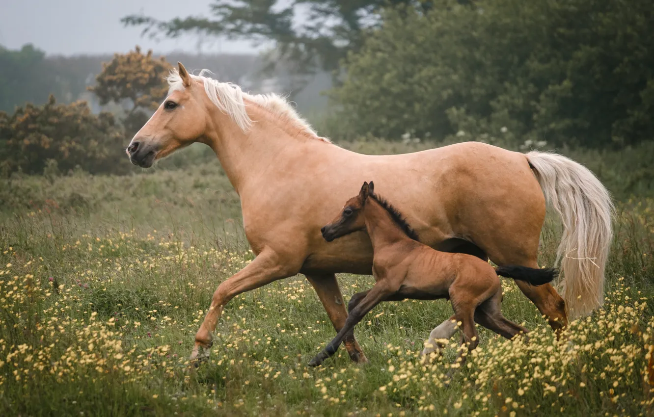 Фото обои животные, трава, природа, лошадь, луг, жеребёнок