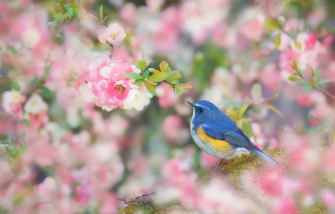 Фото обои цветы, ветки, птица, мило, обработка, размытие, весна, сакура