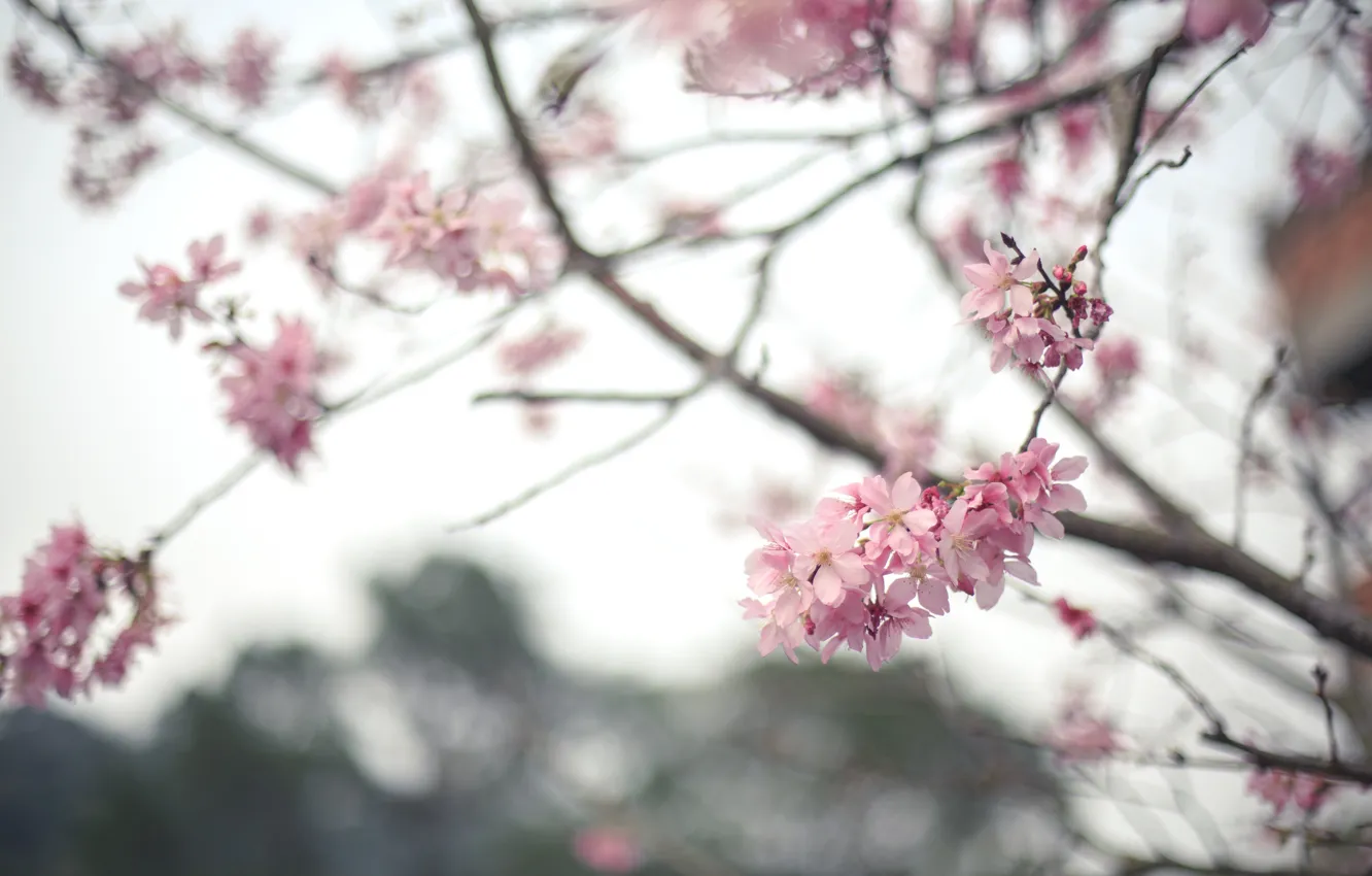Фото обои цветы, дерево, ветка, весна, сакура, цветение