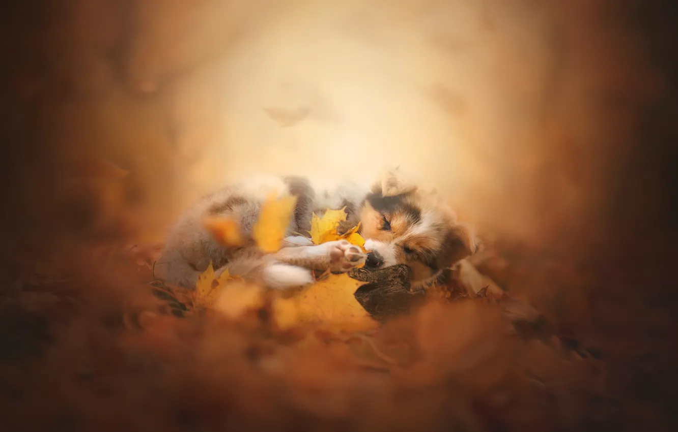 Фото обои осень, листья, сон, собака, боке, пёсик, Австралийская овчарка, Аусси