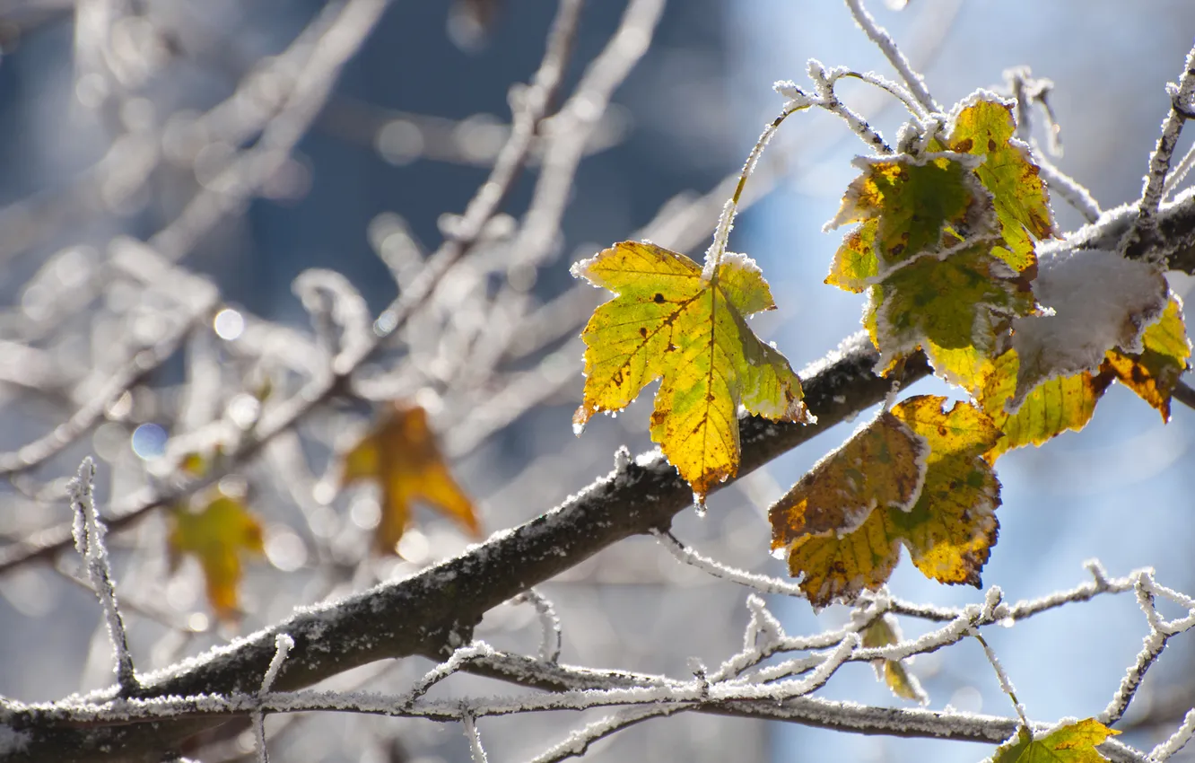 Фото обои холод, иней, листья, снежинки, дерево