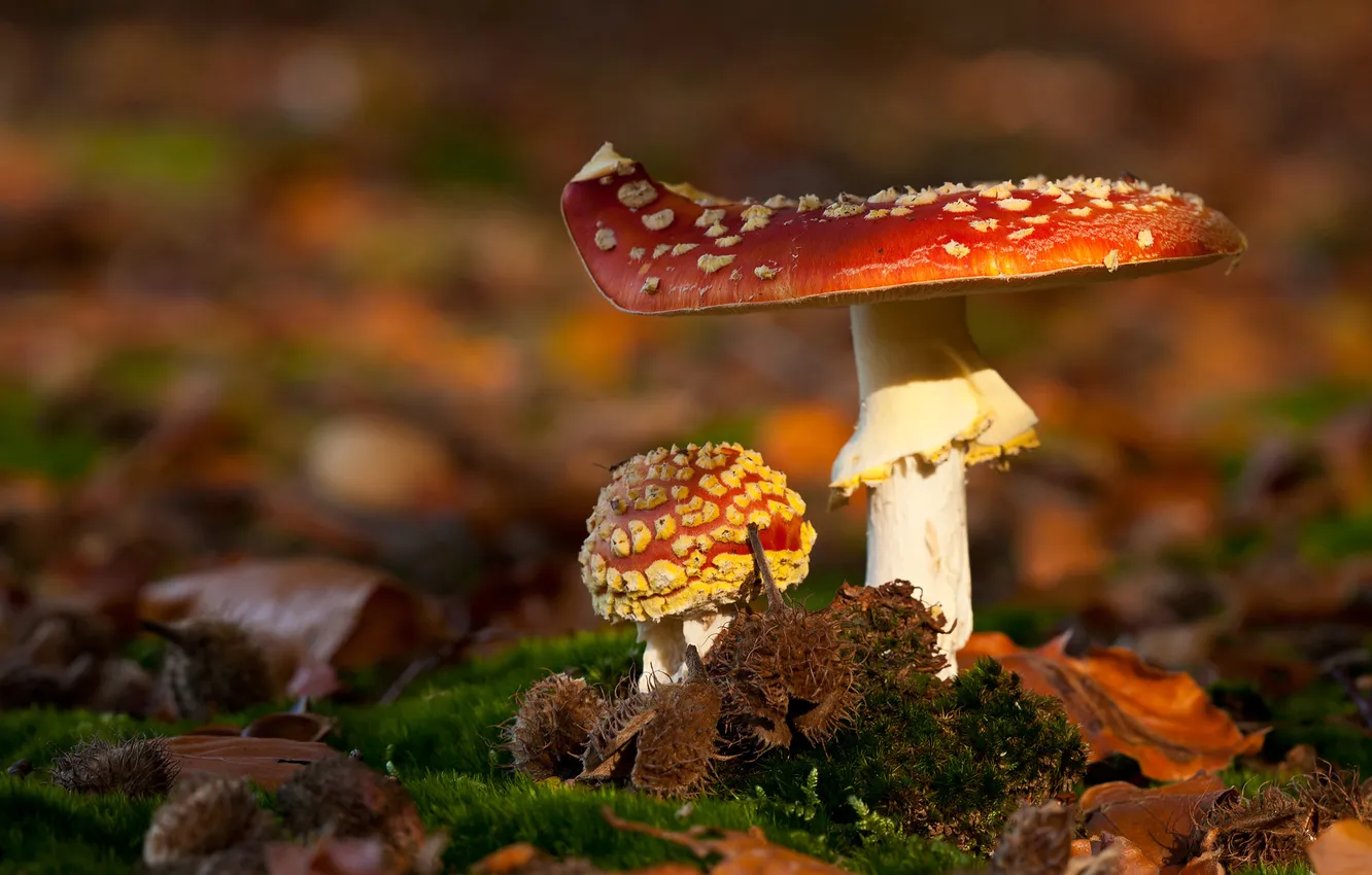 Фото обои осень, макро, свет, грибы, мох, фокус, мухоморы, боке