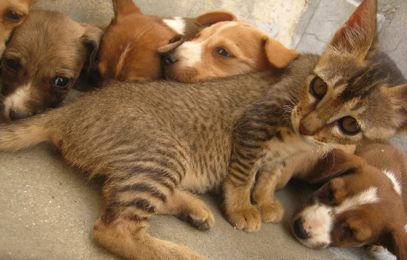 Фото обои cat, dog, animal, cute