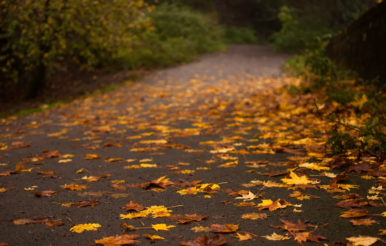 Фото обои дорога, осень, асфальт, листья, деревья, природа, желтые