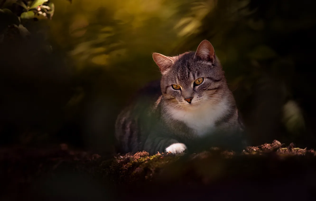 Фото обои кошка, кот, портрет