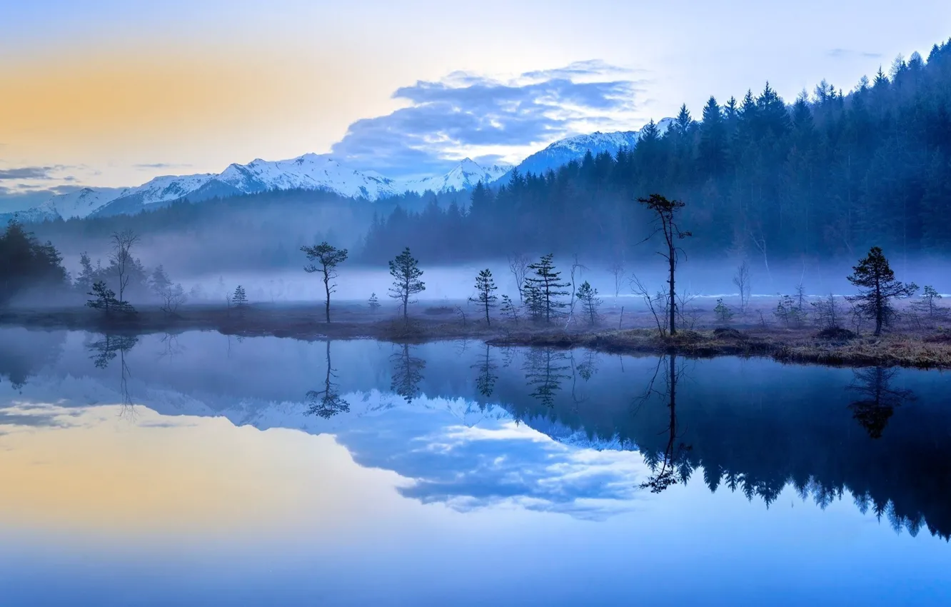 Фото обои forest, trees, lake, fog, Morning