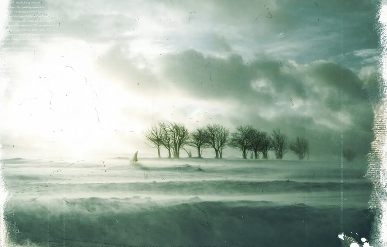 Фото обои зима, грусть, деревья, Обработка
