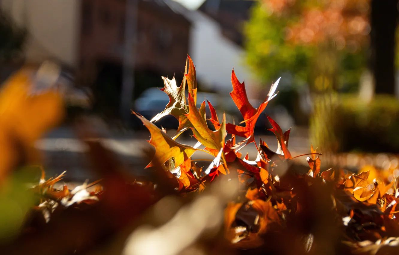 Фото обои осень, свет, боке, осенние листья