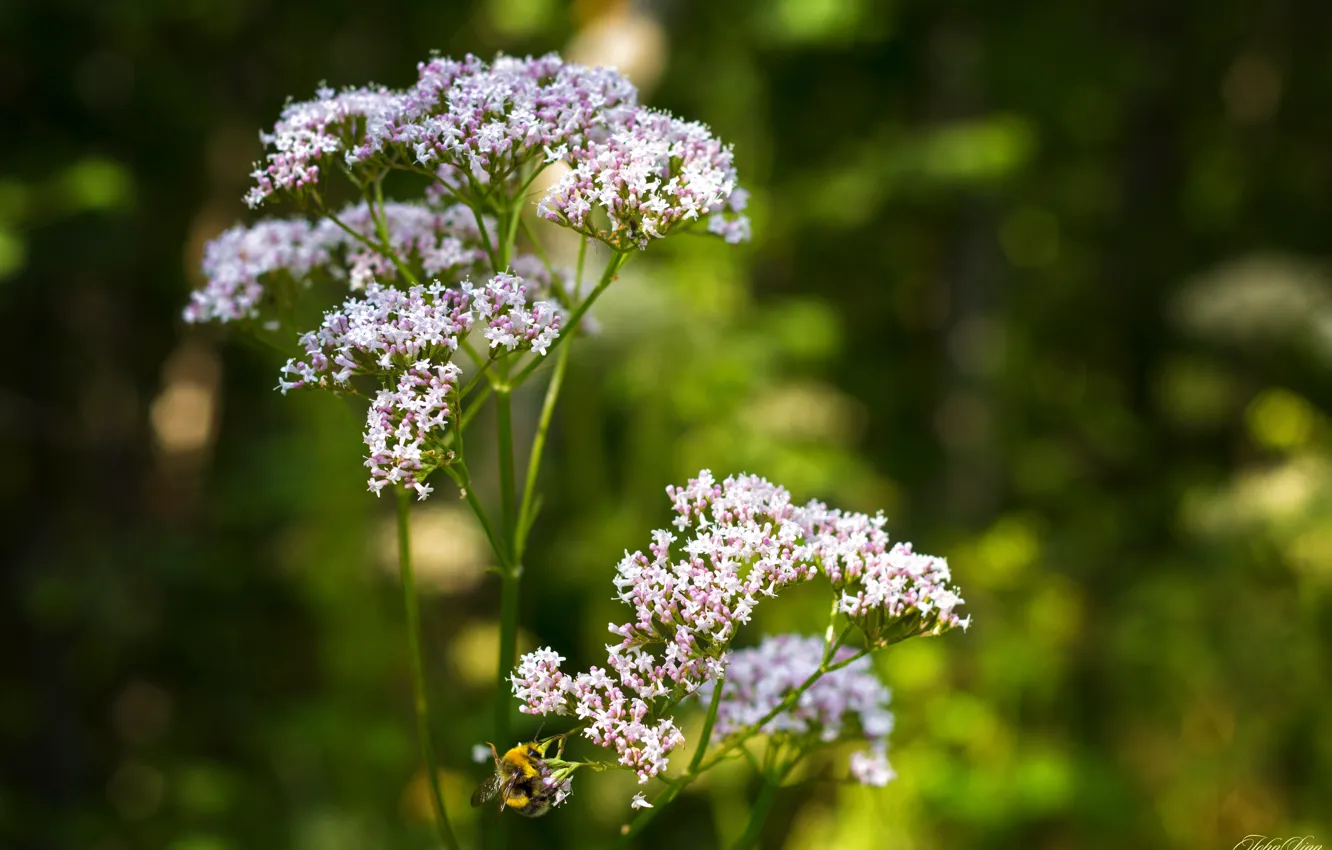 Фото обои лето, трава, цветы, природа, зеленый, пчела, фон, настроение