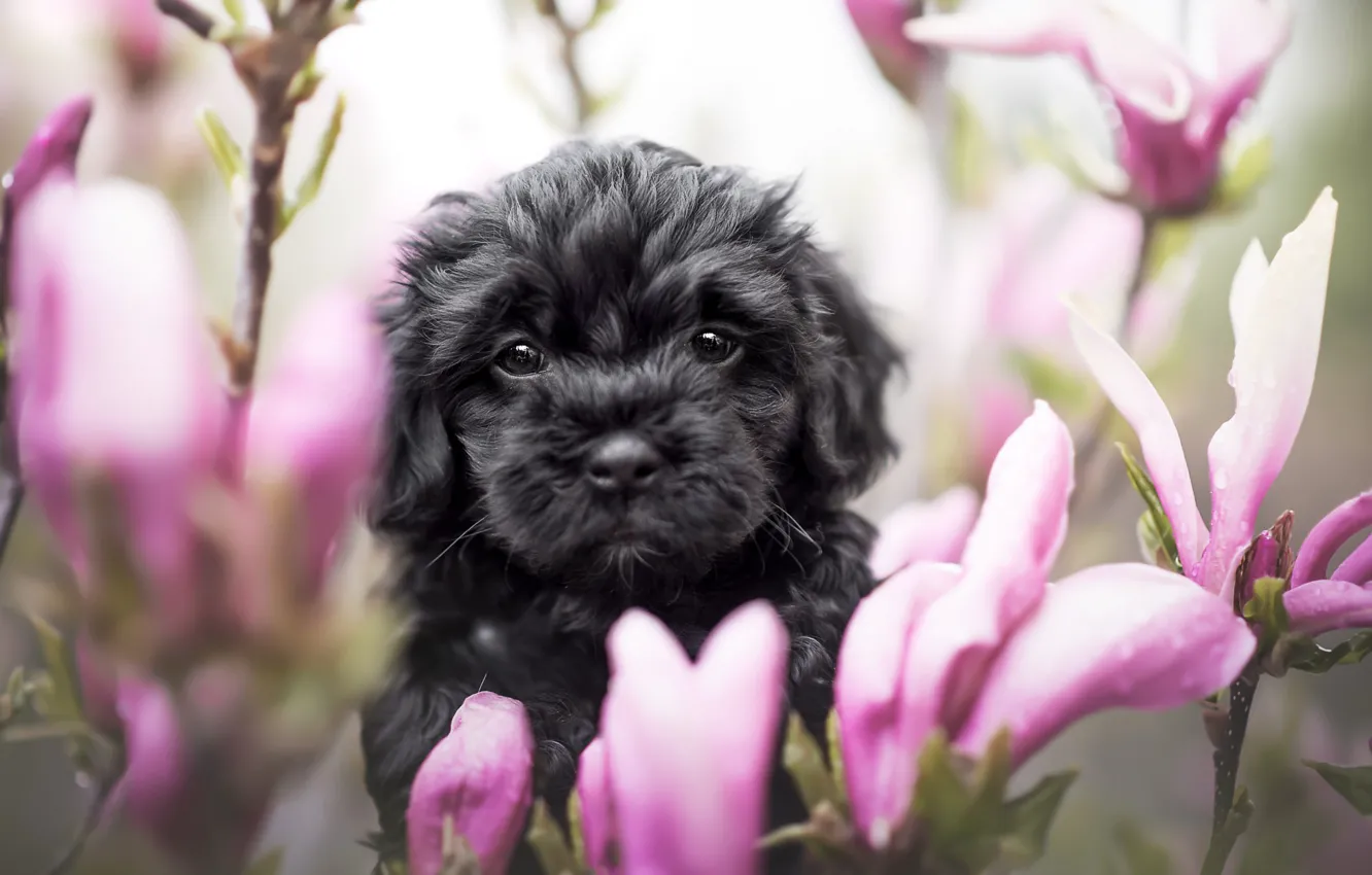 Фото обои взгляд, цветы, ветки, черный, портрет, собака, весна, щенок