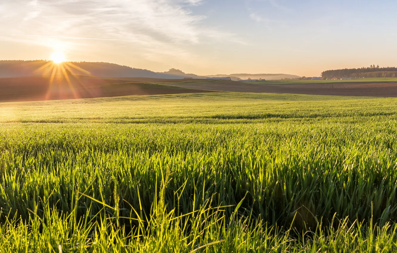 Фото обои поле, трава, солнце, восход, утро