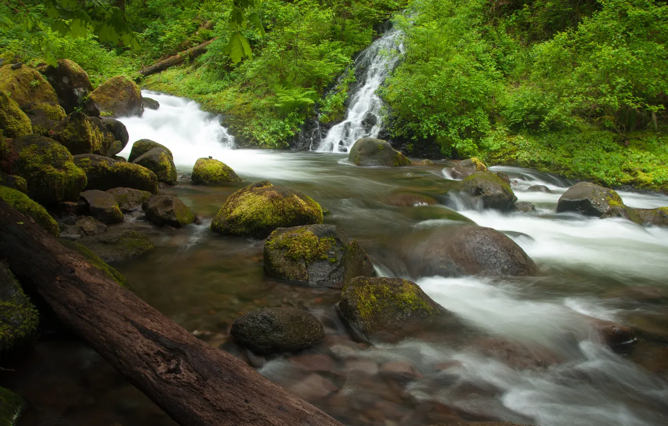 Фото обои лес, камни, водопад, Орегон, бревно, Oregon, Columbia River, река Колумбия