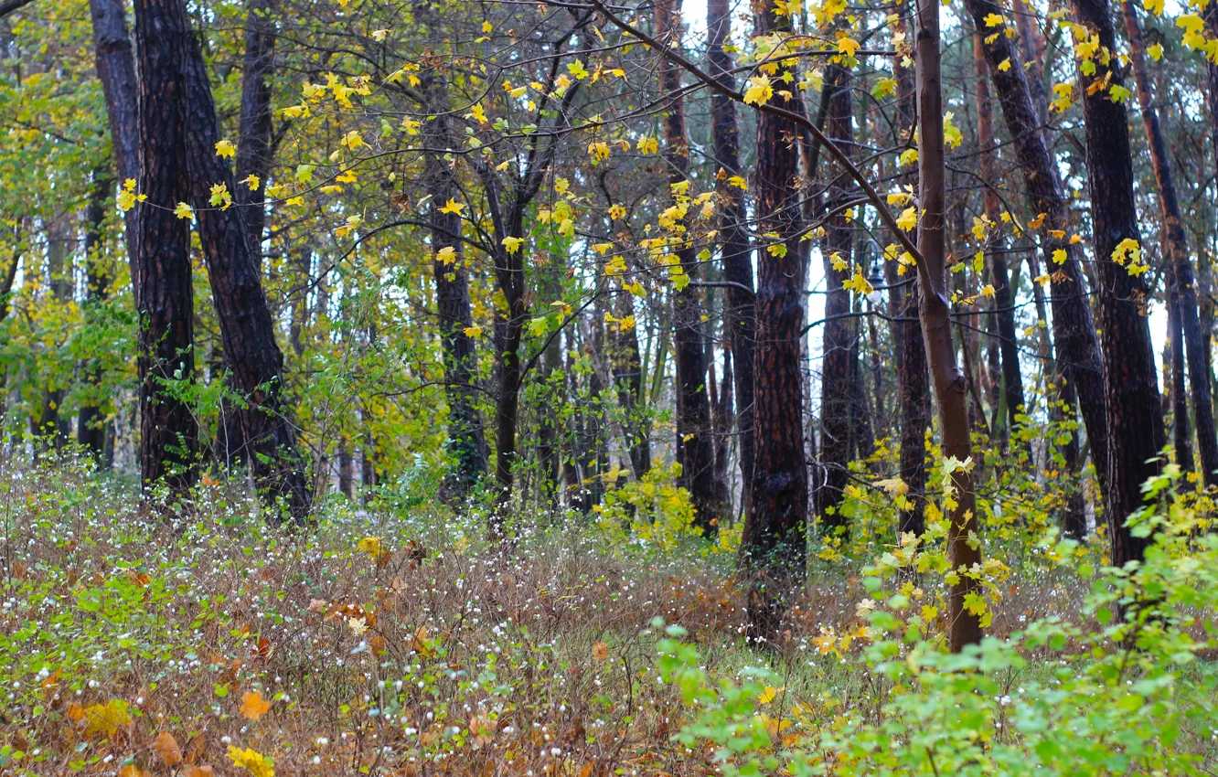 Фото обои forest, park, autumn, tree, fall