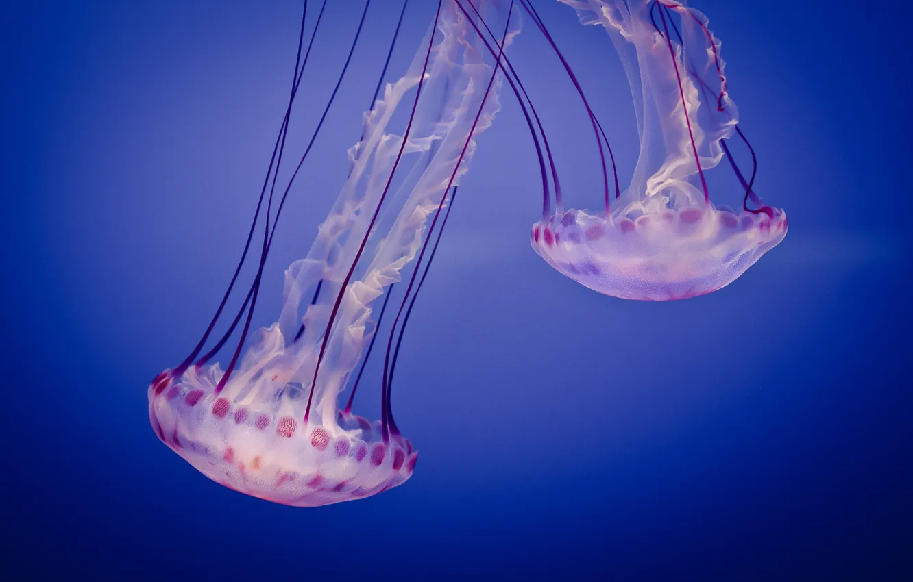 Фото обои аквариум, медузы, Jelly