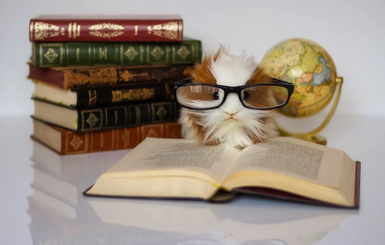 Фото обои игрушка, книги, очки, книга, морская свинка, глобус, грызет гранит науки, ученая