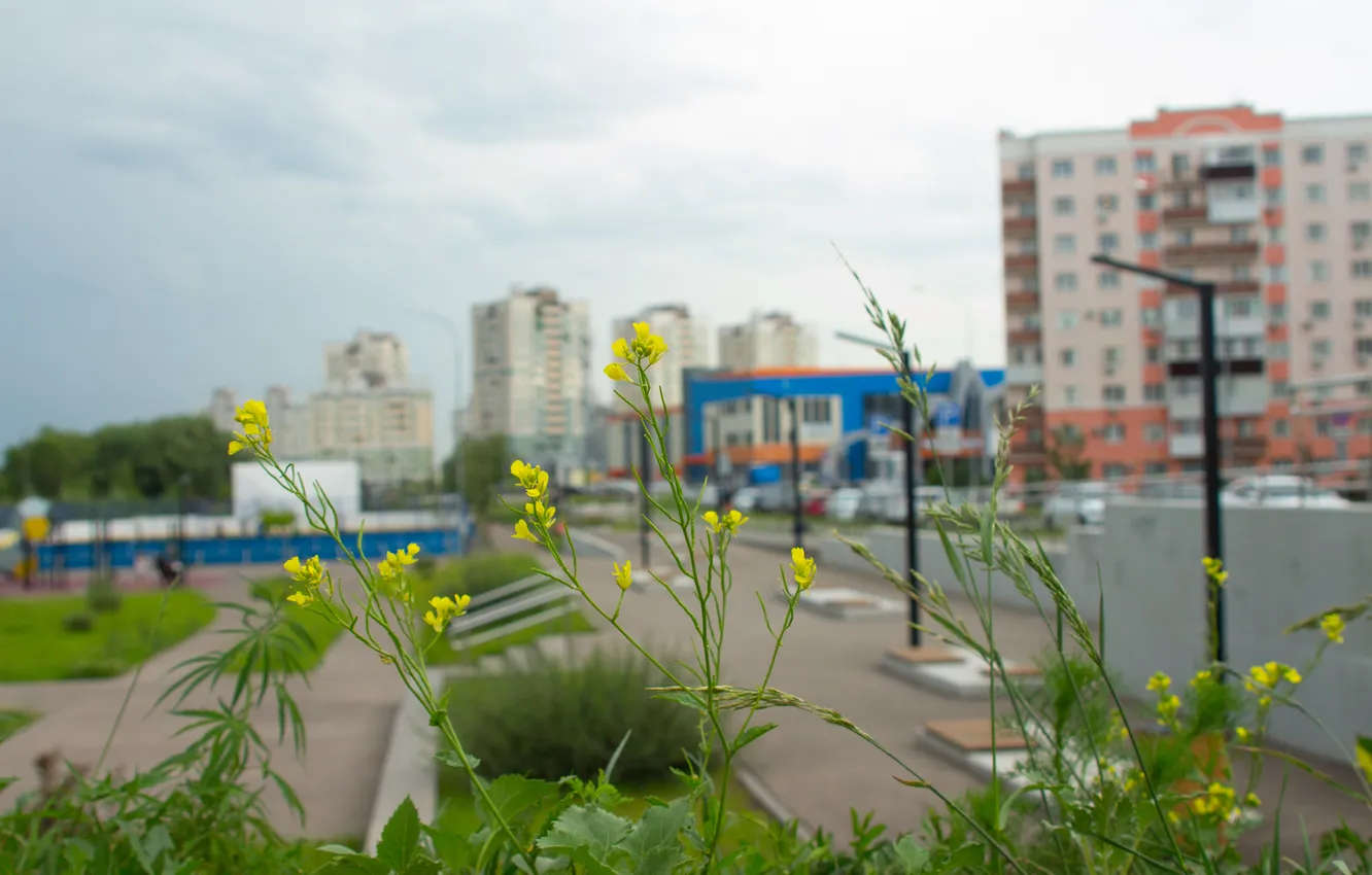 Фото обои лето, небо, цветы, тучи, пасмурно, здания, дома, растения