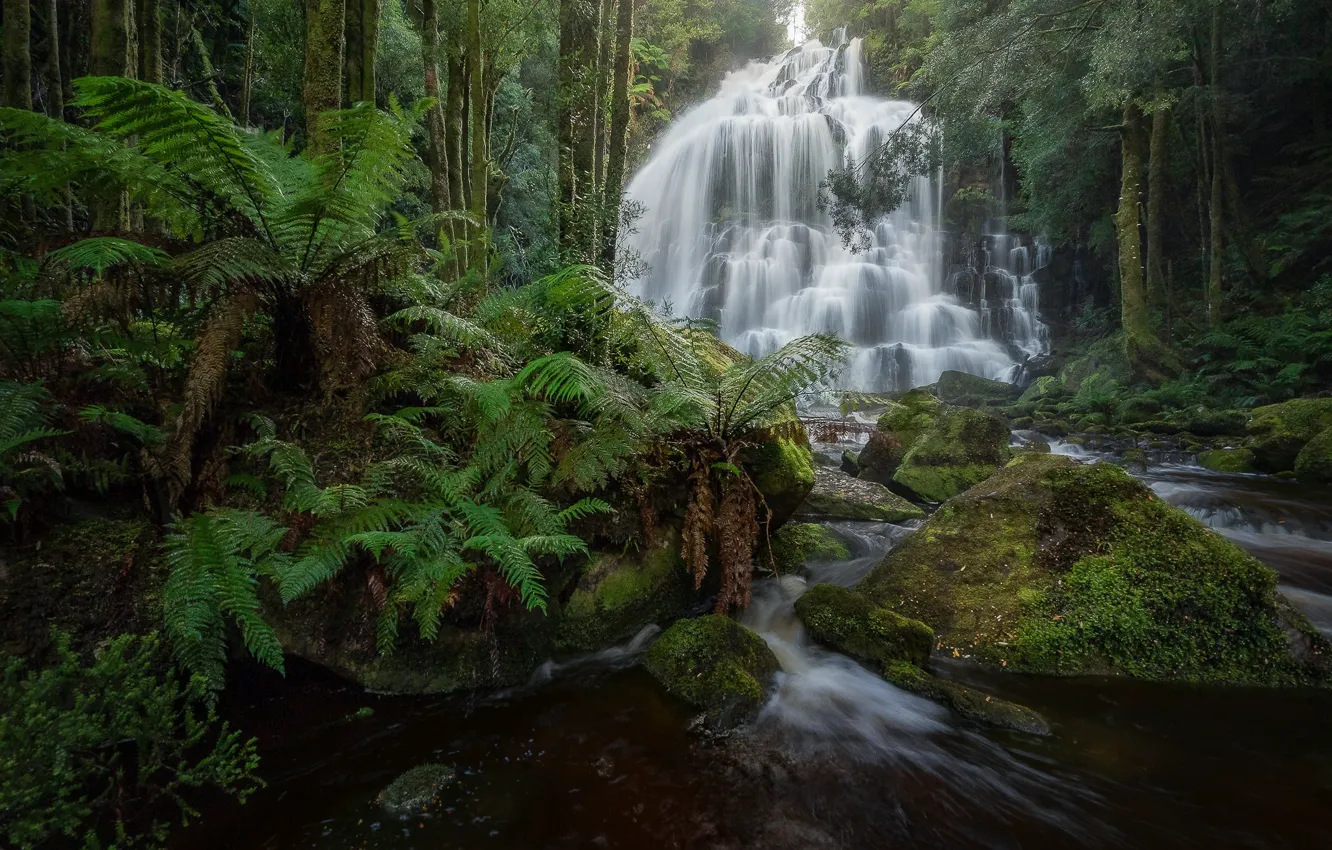 Фото обои лес, ручей, водопад, Австралия, речка, папоротник, каскад, Australia