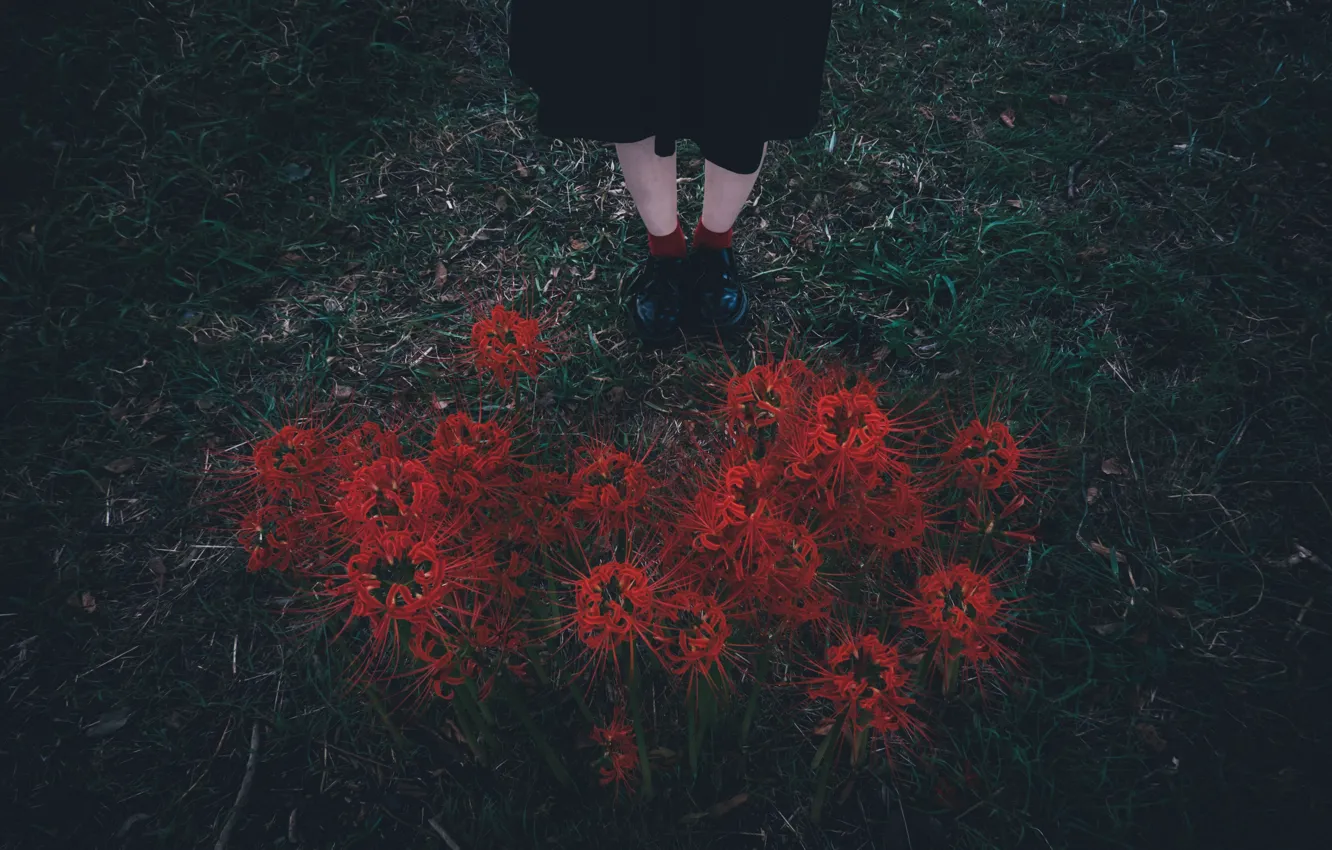 Фото обои трава, цветы, ноги