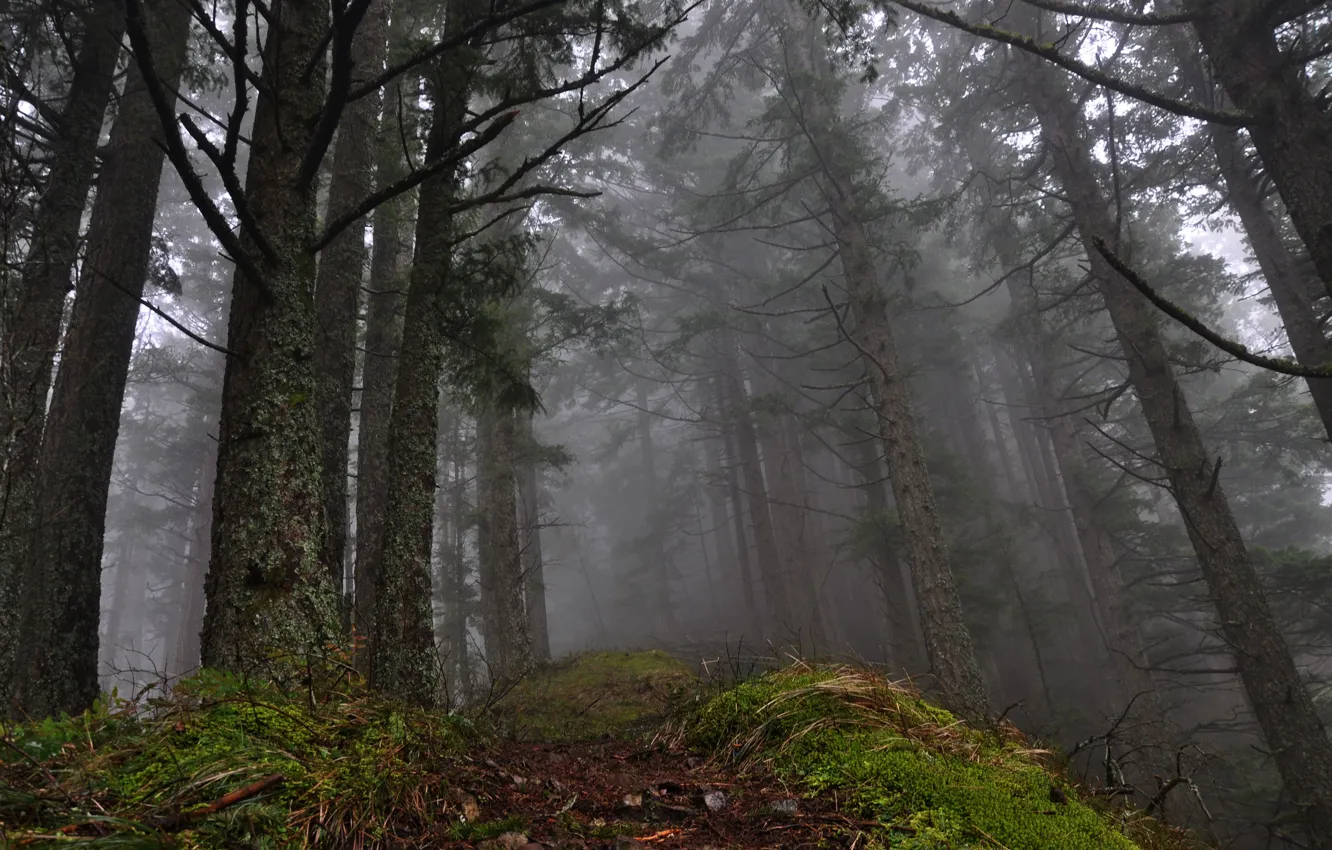Фото обои лес, деревья, природа, туман, Орегон, США, Columbia River Gorge, Pacific Northwest