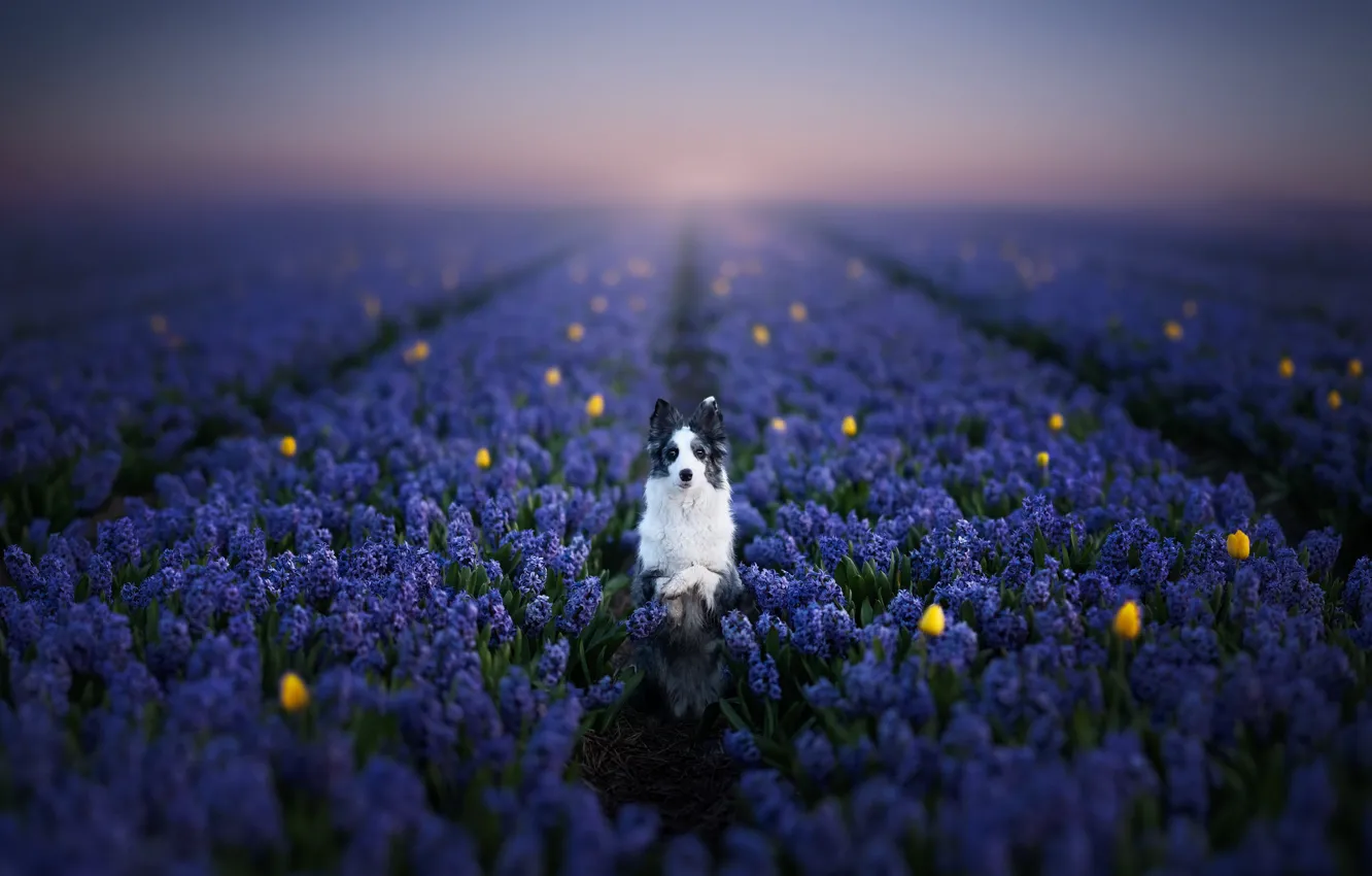 Фото обои друг, собака, лаванда