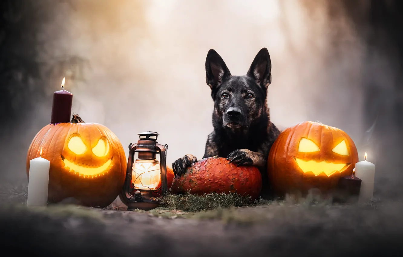 Фото обои взгляд, морда, собака, свечи, фонарь, тыквы, Хэллоуин, светильники Джека