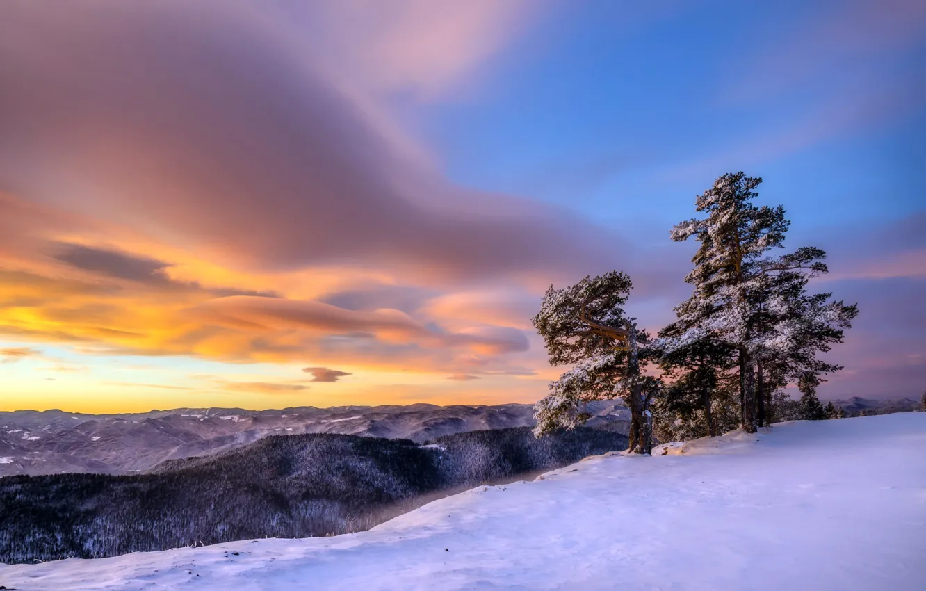 Фото обои зима, деревья, закат