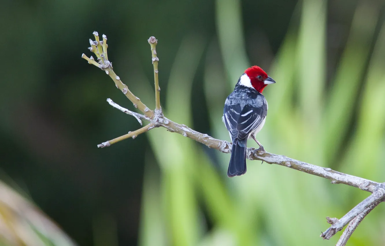 Фото обои Bird, Red Head, Branch, Cardeal