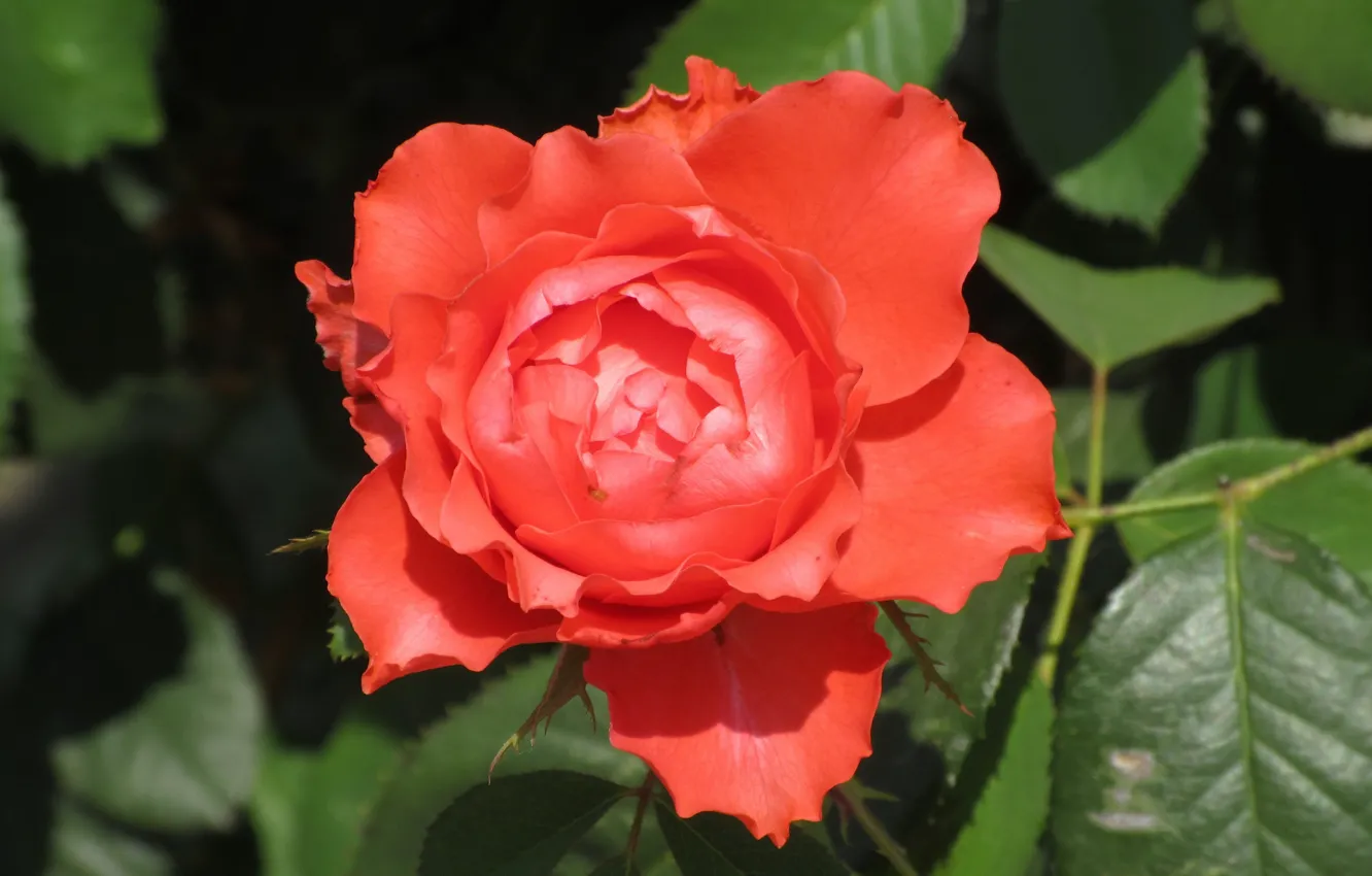 Фото обои роза, Meduzanol ©, лето 2018, оранжевая роза