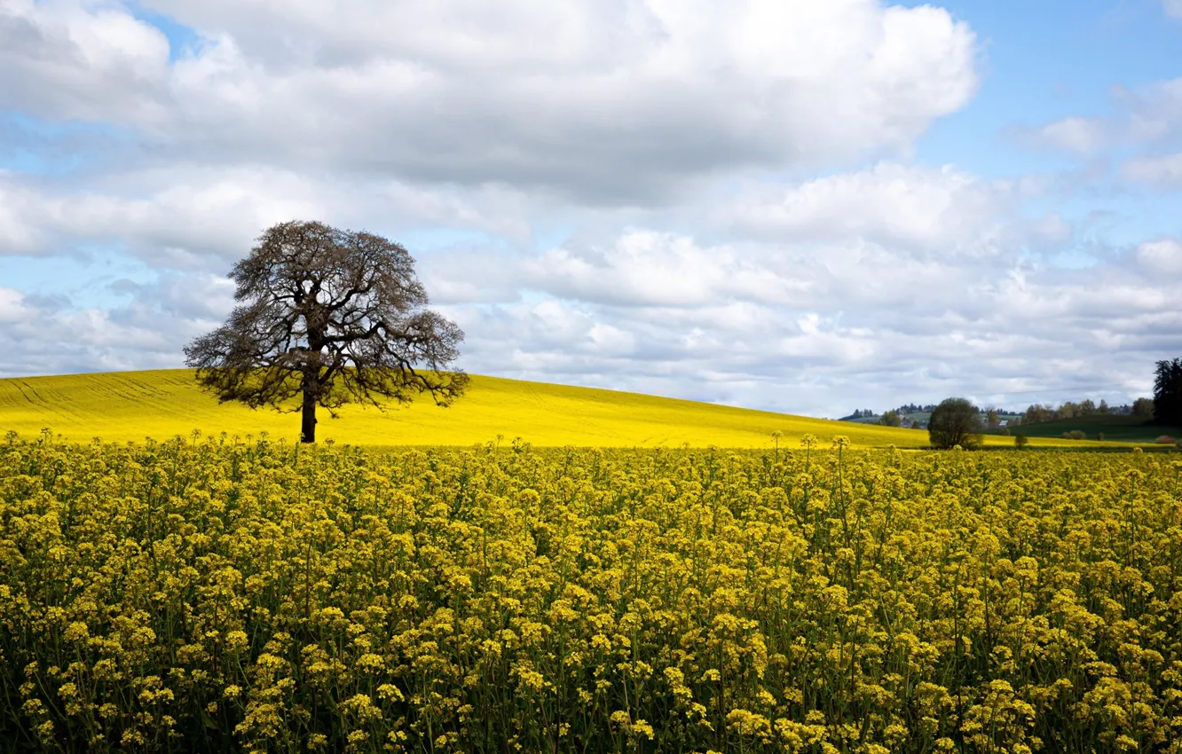 Фото обои trees, field, Oregon, nature, flowers, clouds, plants, marigolds