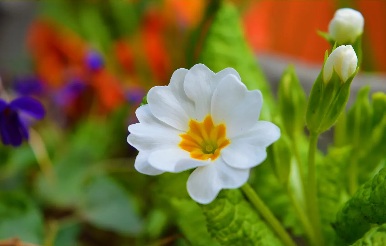 Фото обои Весна, Цветок, Spring, Боке, Bokeh, White flower, Примула, Primula
