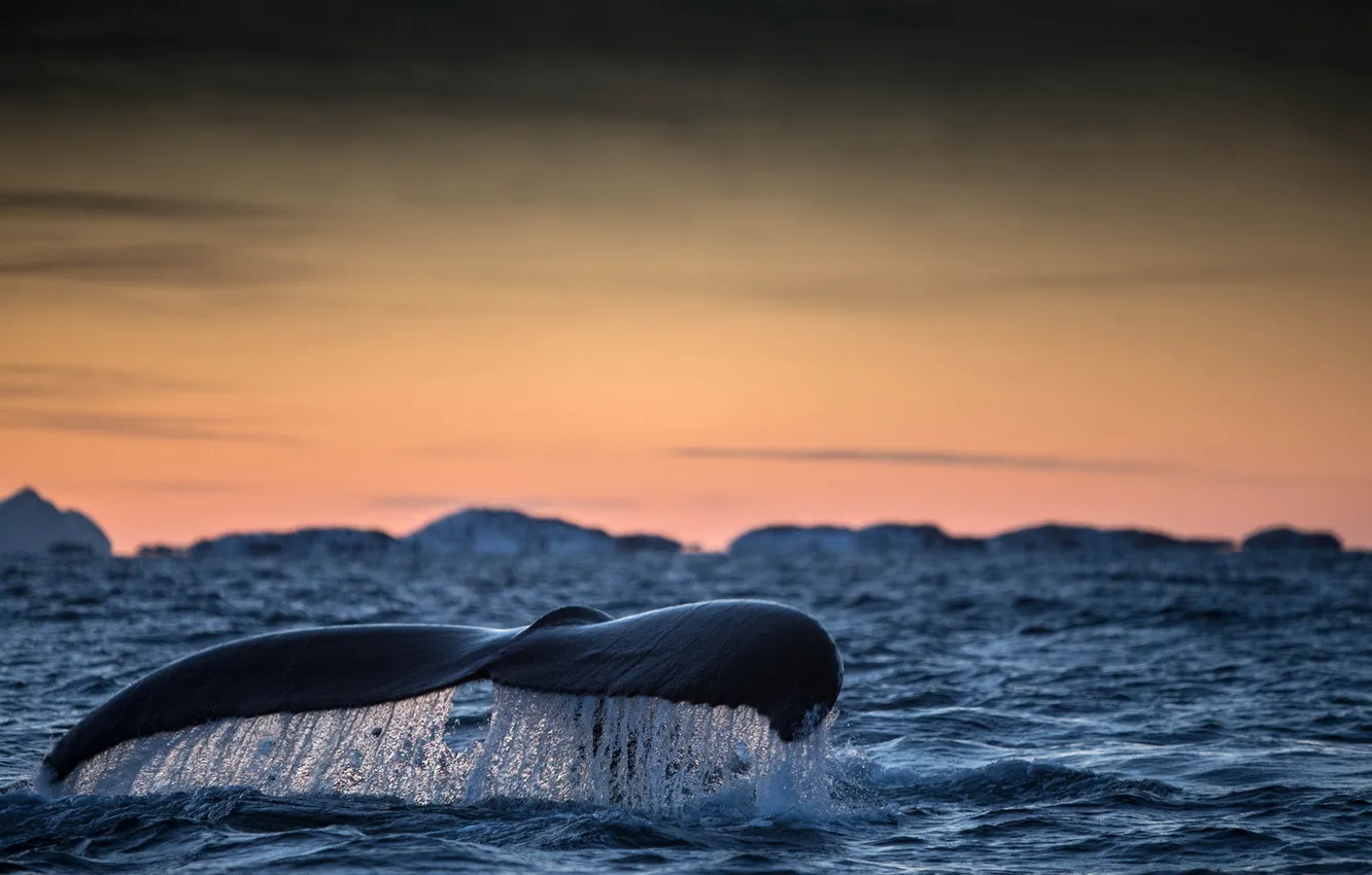 Фото обои море, природа, киты