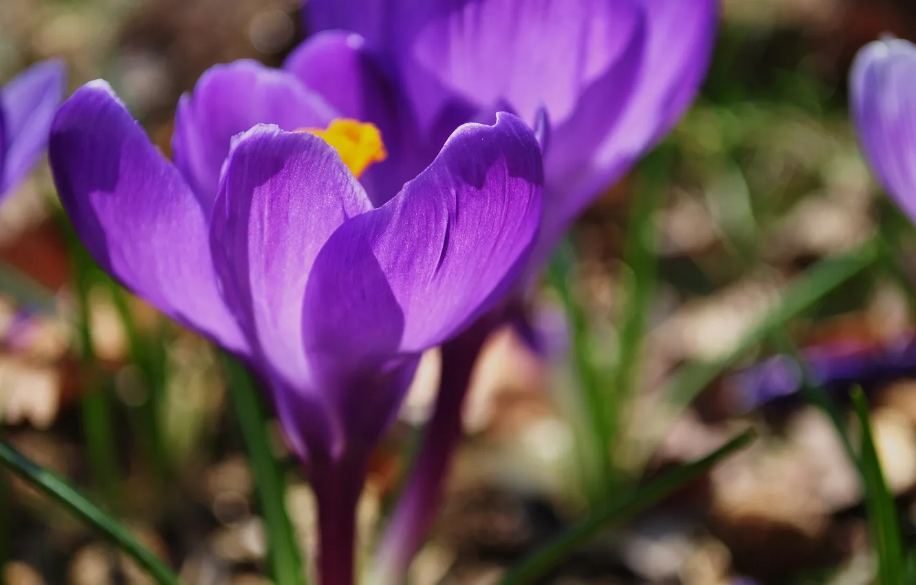 Фото обои цветок, фиолетовый, макро, свет, земля, цвет, весна, лепестки