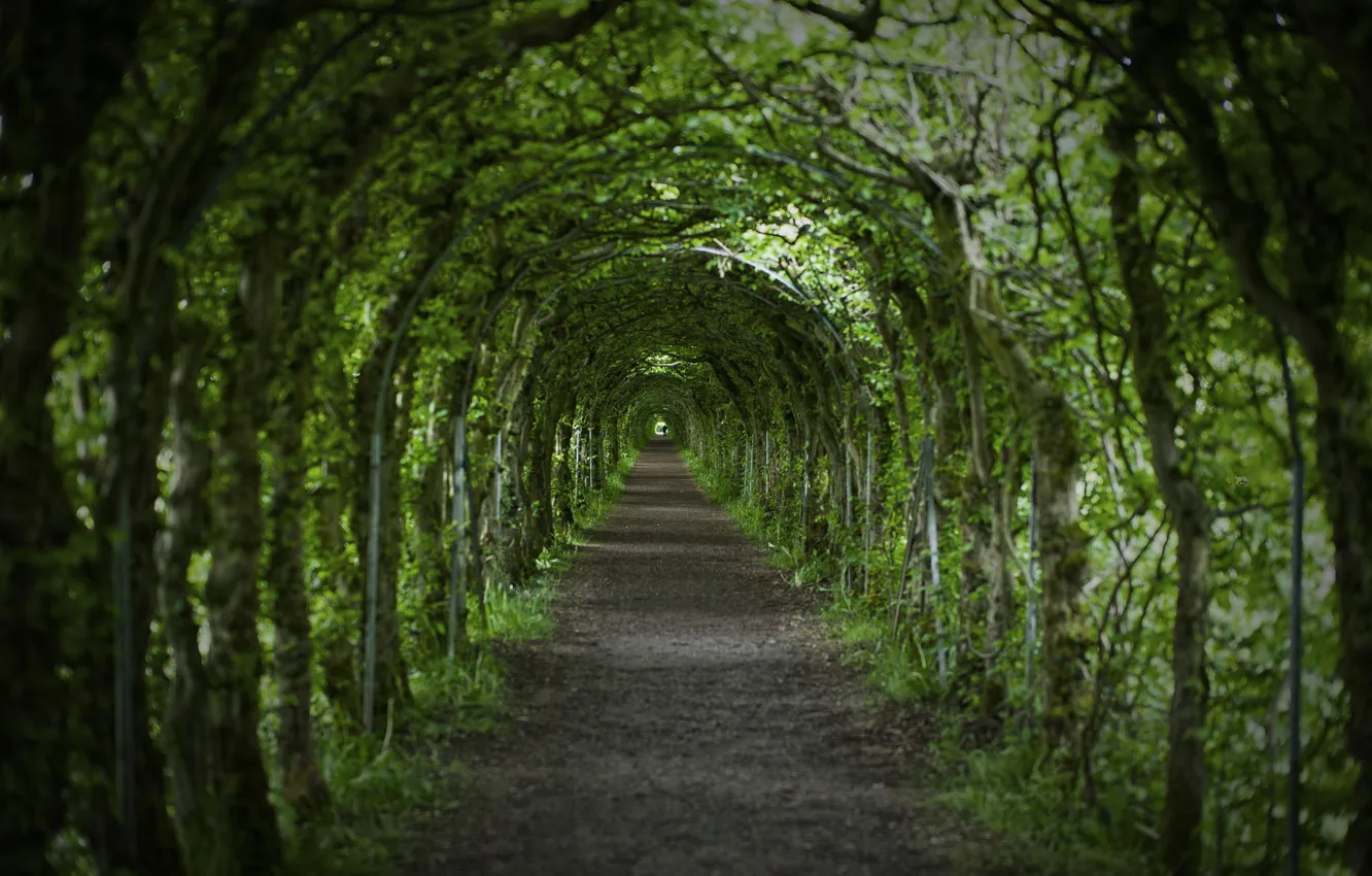 Фото обои дорога, деревья, природа, тунель